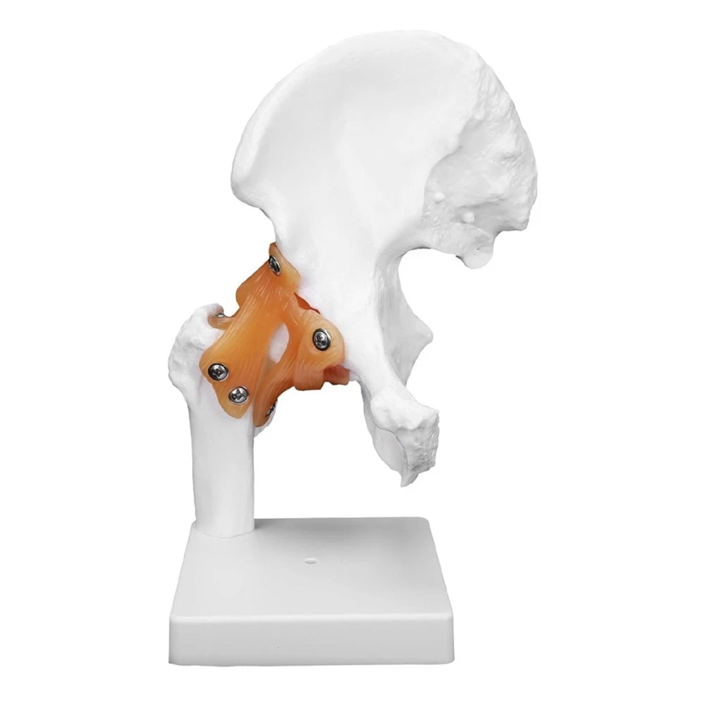 Vibeat Life-Size Human Hip Joint Anatomy Model with Flexible Ligaments, Anatomical Hip Bone Model with Display Base, PVC Medical Teaching Model for Anatomy Education