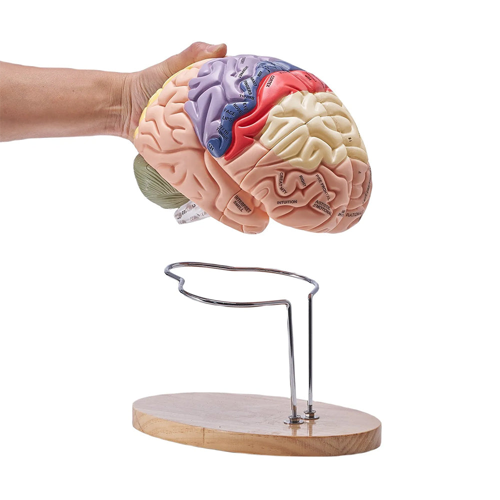 Vibeat Human Brain Anatomy Model, 2X Enlarged 4-Part Removable Brain Model with Labels & Display Stand, Anatomical Teaching Model for Medical Training, Biology Classroom, Patient Education