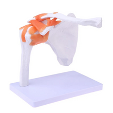 Load image into Gallery viewer, Vibeat Life-Size Human Shoulder Joint Anatomy Model with Flexible Ligaments, Anatomical Shoulder Skeleton Model with Display Base, PVC Medical Teaching Model for Anatomy Education
