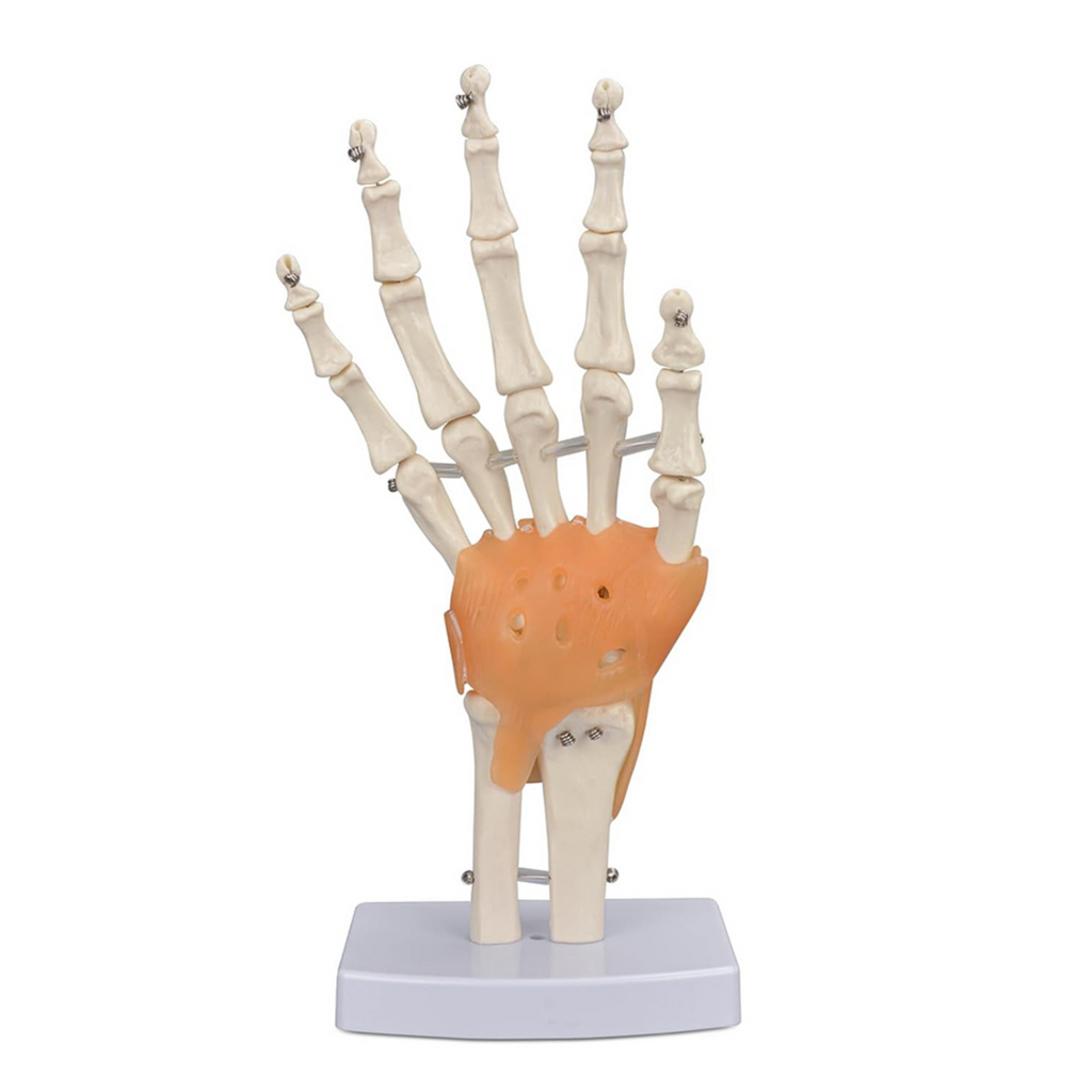 Vibeat Life-Size Human Hand Joint Model with Flexible Ligaments, Anatomical Hand Skeleton Model with Study Card & Display Base, Medical Anatomy Teaching Model for Students, Classroom Education