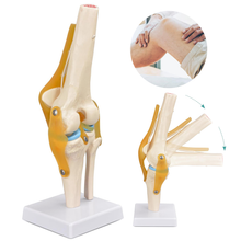 Load image into Gallery viewer, Vibeat Life-Size Human Knee Joint Anatomy Model with Flexible Ligaments, Anatomical Knee Skeleton Model with Study Card &amp; Display Base, PVC Medical Teaching Model for Anatomy Education
