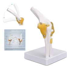 Load image into Gallery viewer, Vibeat Life-Size Human Elbow Joint Anatomy Model with Flexible Ligaments, Anatomical Elbow Skeleton Model with Study Card &amp; Display Base, PVC Medical Teaching Model for Anatomy Education
