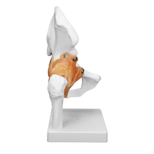 Load image into Gallery viewer, Vibeat Life-Size Human Hip Joint Anatomy Model with Flexible Ligaments, Anatomical Hip Bone Model with Display Base, PVC Medical Teaching Model for Anatomy Education
